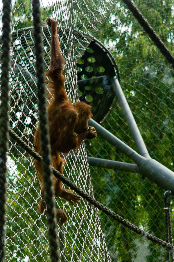 Orang Utan