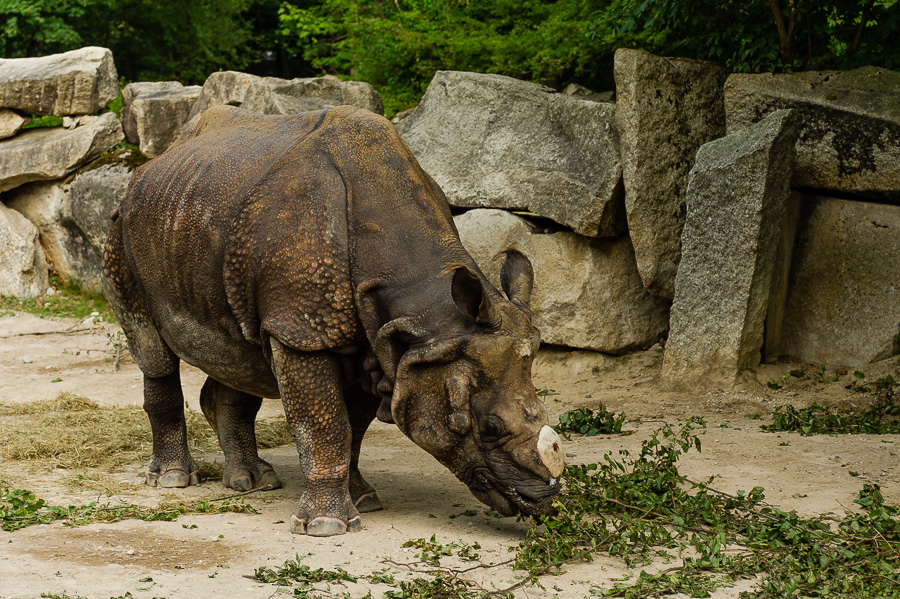 Panzernashorn