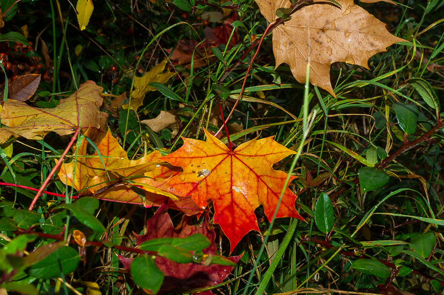 DSLR-A550  1/60 Sek. bei f / 10 - ISO 200